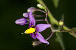 Climbing nightshade